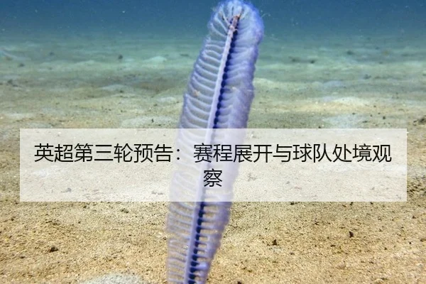 英超第三轮预告：赛程展开与球队处境观察